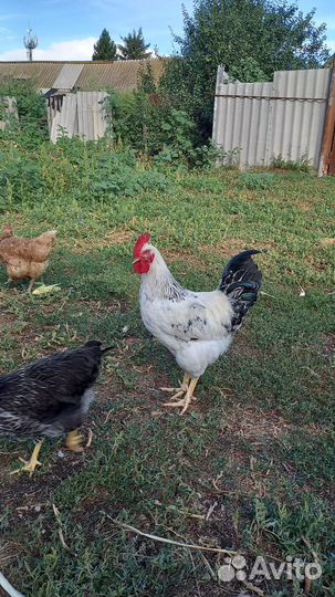 Петухи
