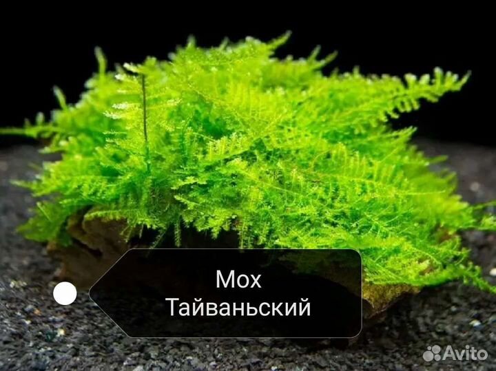 Разные живые аквариумные растения