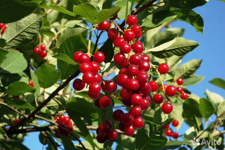 Саженцы плодовых и декоративных