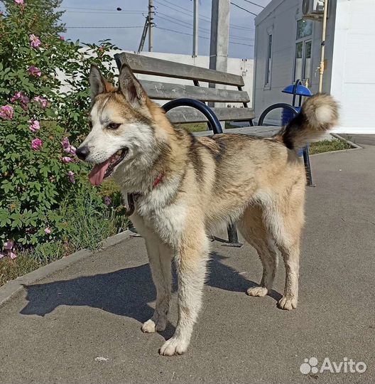 Метис лайки