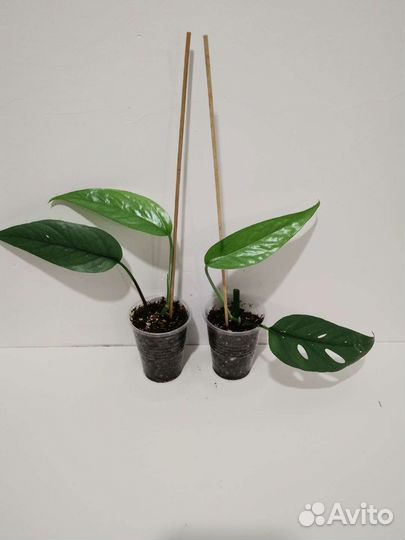 Эпипремнумы