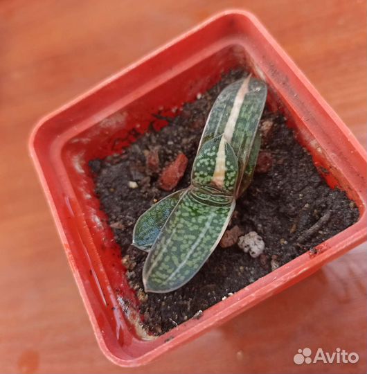 Хавортии, гастерия и др