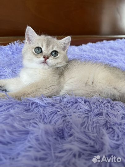 Золотистая голубая шиншилла