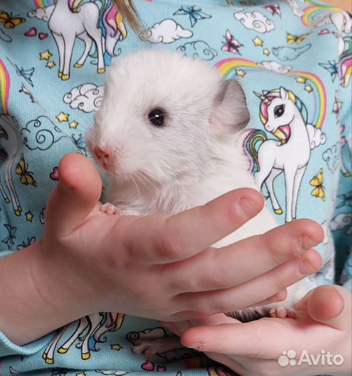 Шиншиллы малыши из домашнего питомника