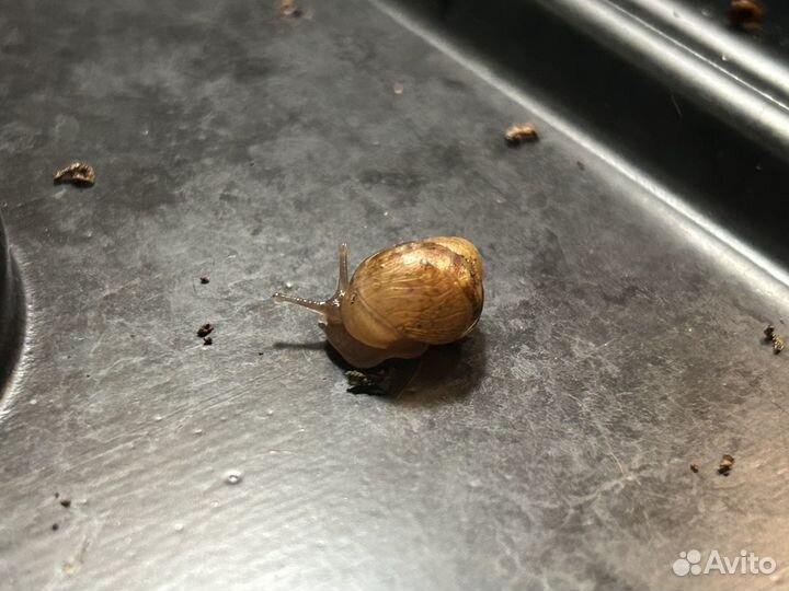 Улитки ахатины