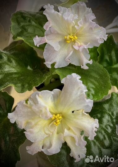 Фиалка Санкиссед Роуз