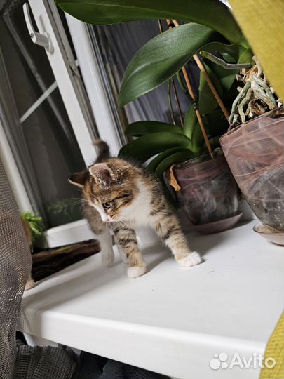 Котята