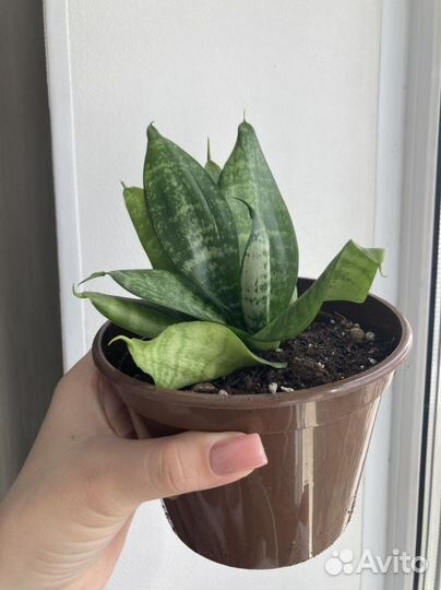 Сансевиерия щучий хвост комнатные растения