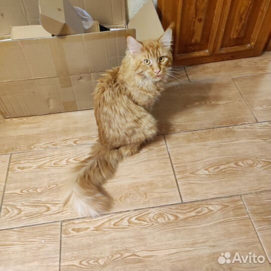 Отдам кота в добрые руки