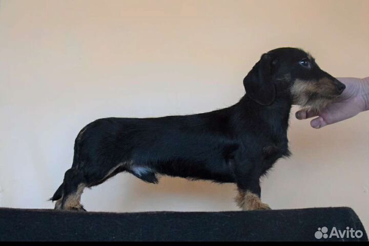 Такса миниатюрная жесткошëрстная