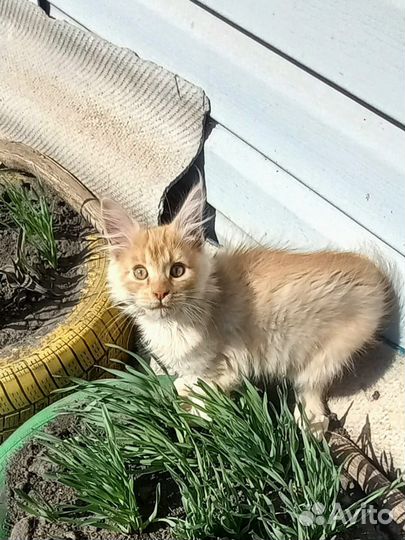 Котенок мейкун мальчик