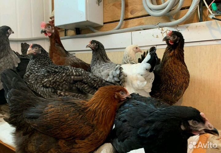 Куры несушки молодые