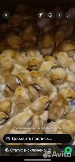 Курочки ломан браун