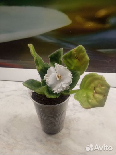 Комнатные цветы фиалки мини