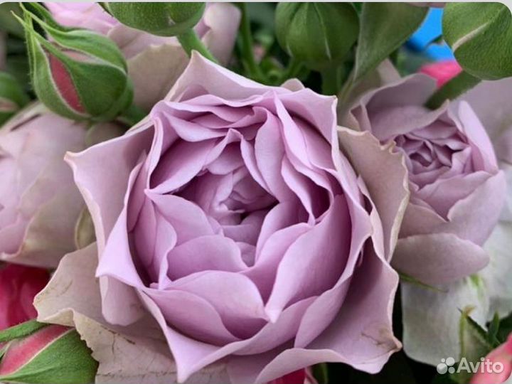 Lavender Bubbles кустовые розы для букетов