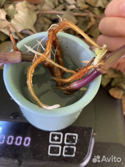 Традесканция