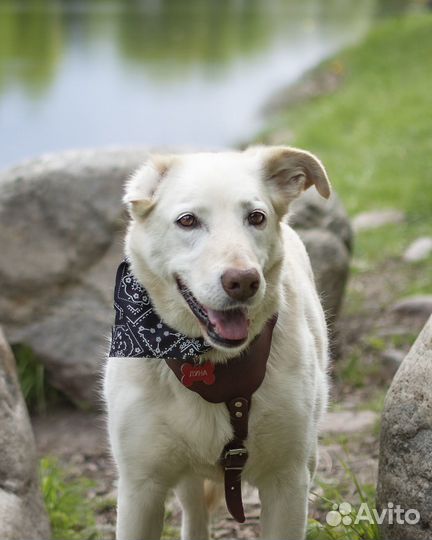 Спокойная собака ищет дом