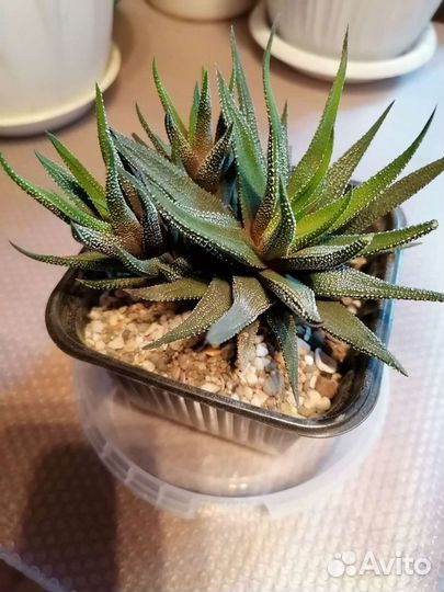 Эпипремнум, гуэрния, ховортия