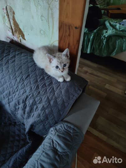 Котята в добрые руки бесплатно девочка