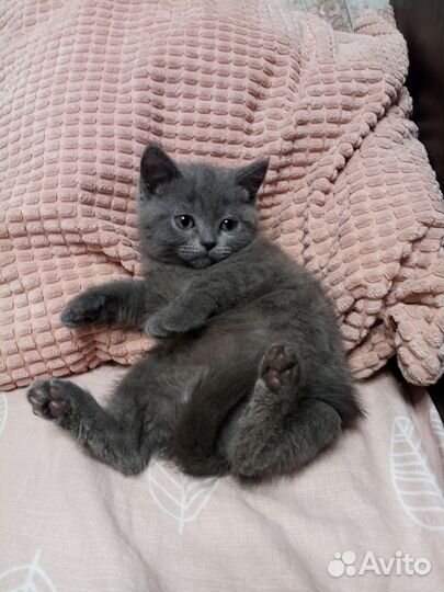 Британские котята