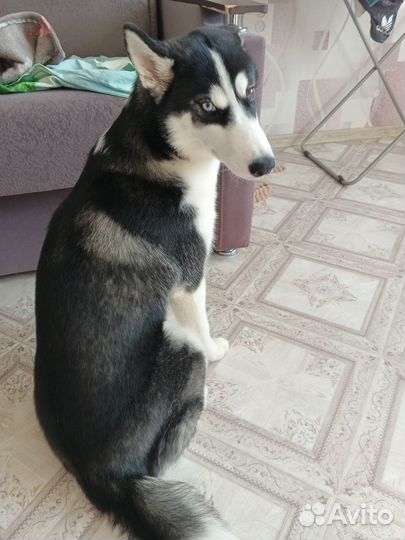 Отдам Сибирского хаски