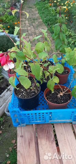 Фуксии, бегония, бальзамин