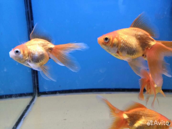 Продам рыбок