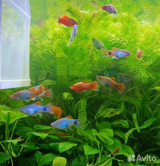 Моллинезия и пецилия