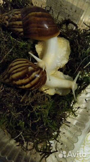 Улитки ахатины