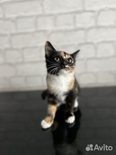 Трехцветный котенок девочка