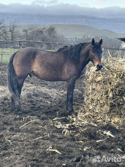 Карачаевский жеребец