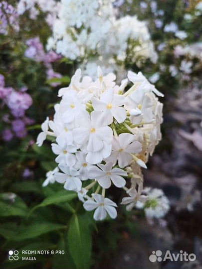 Флоксы сортовые