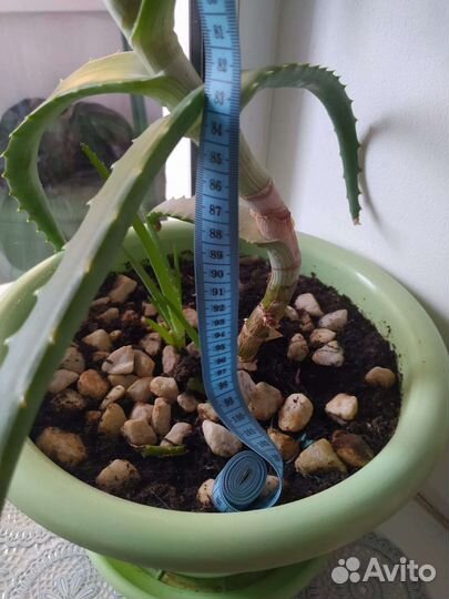 Алоэ старше 5 лет