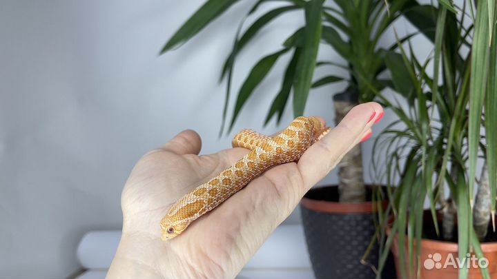 Свиноносый уж Albino