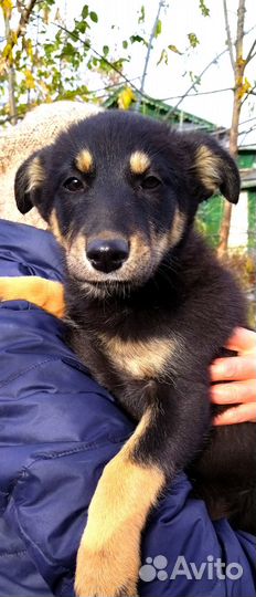 В добрые руки