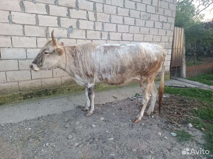 Корова дойная