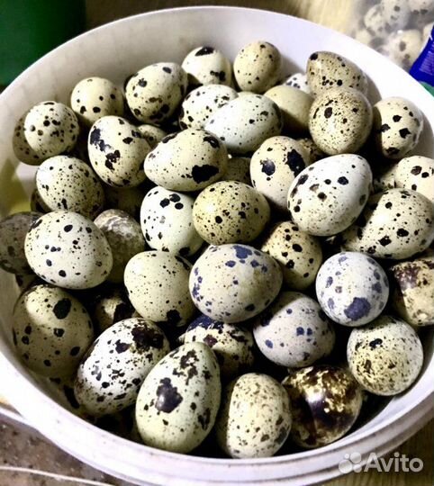 Перепела, яйцо инкубационное, мясо перепелов