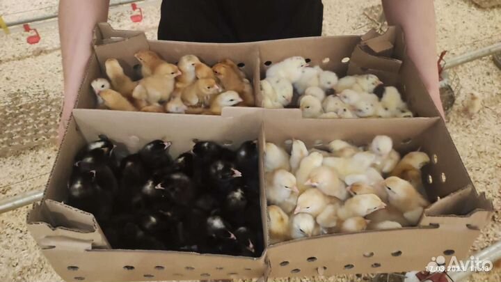 Цыплята суточные и подрощенные