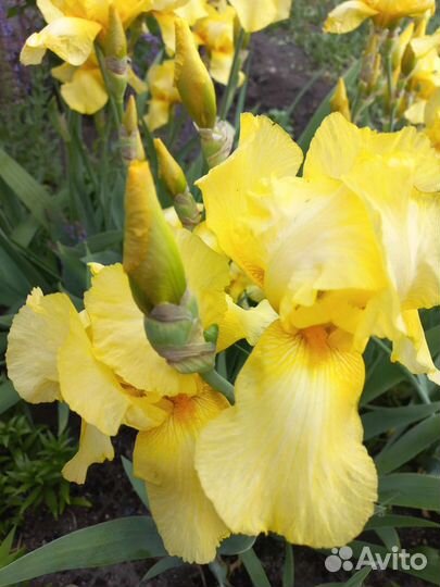 Ирис бородатый сортовой