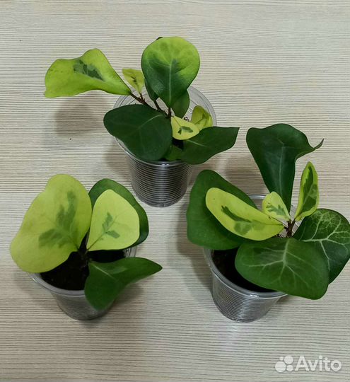 Фикус триангулярис Грин Дрим, Coconut Cream