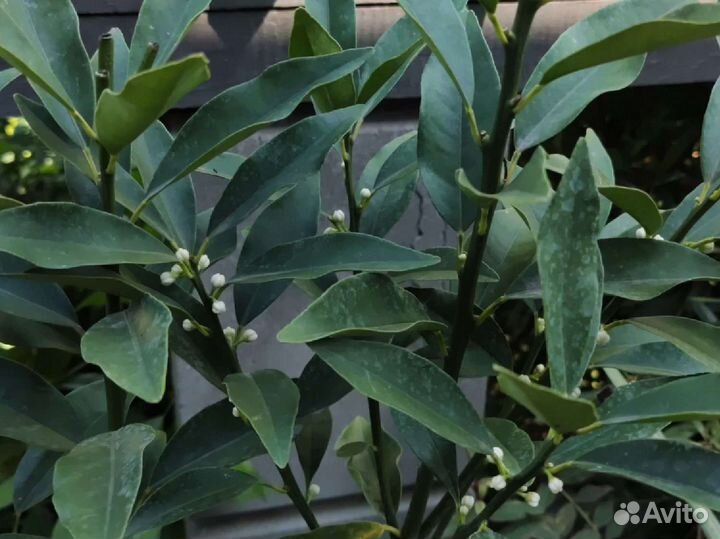 Кумкват, кинкан цветущий