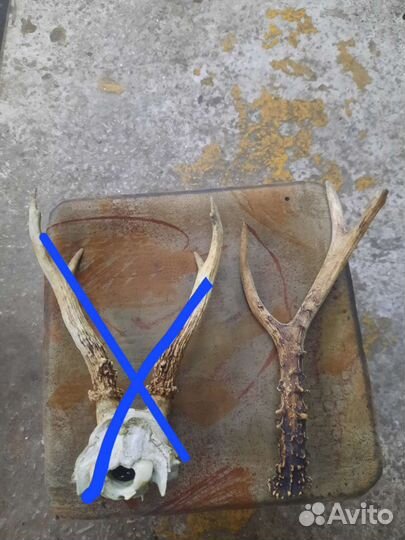 Рога косули