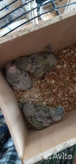 Ввп (Птенцы) чехи и обычные волни