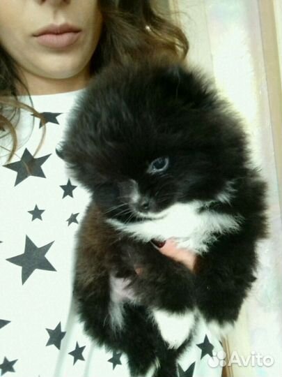 Очаровательные щенки