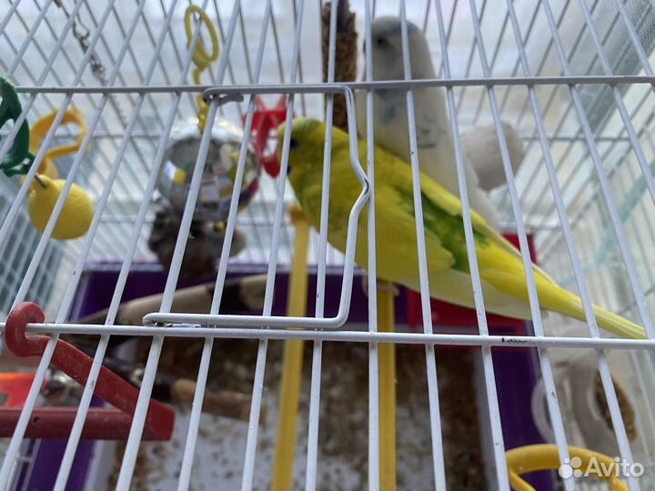 2 волнистых попугая