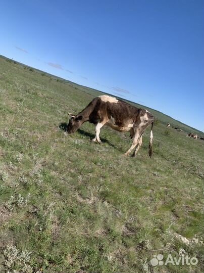 Корова телята