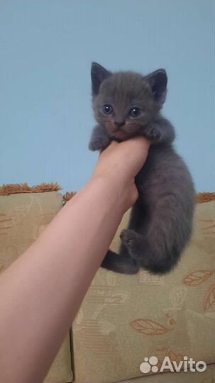 Британская