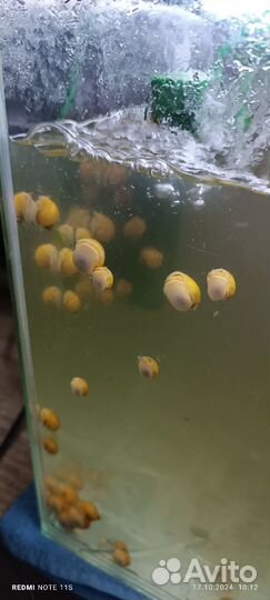 Улитки ампулярии