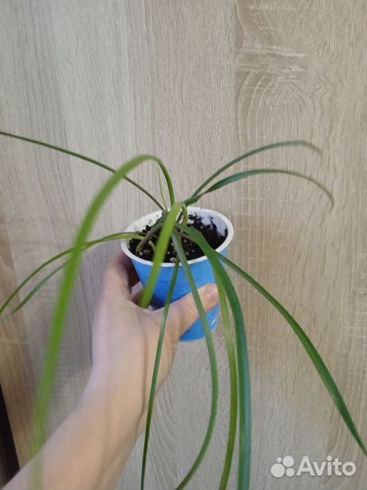 Зефирантес розовый