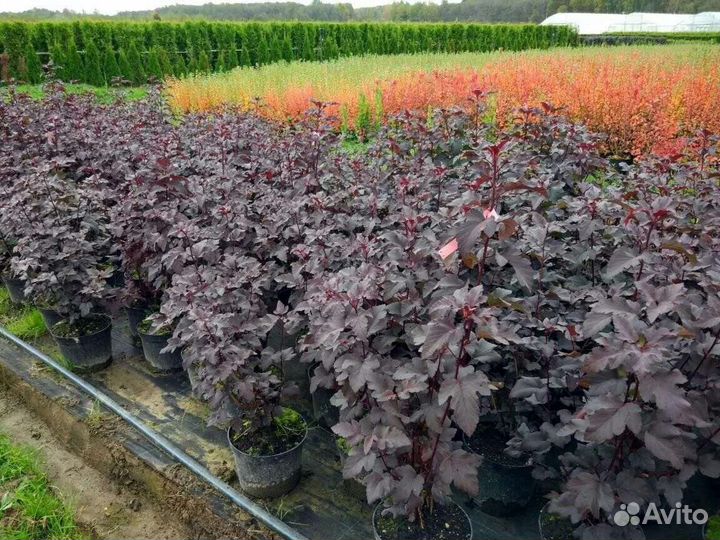 Пузыреплодник Дьябло